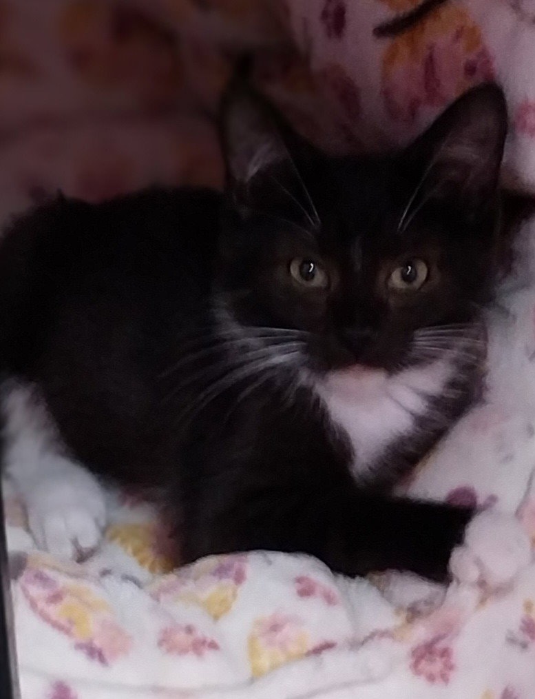 Tito  In Foster