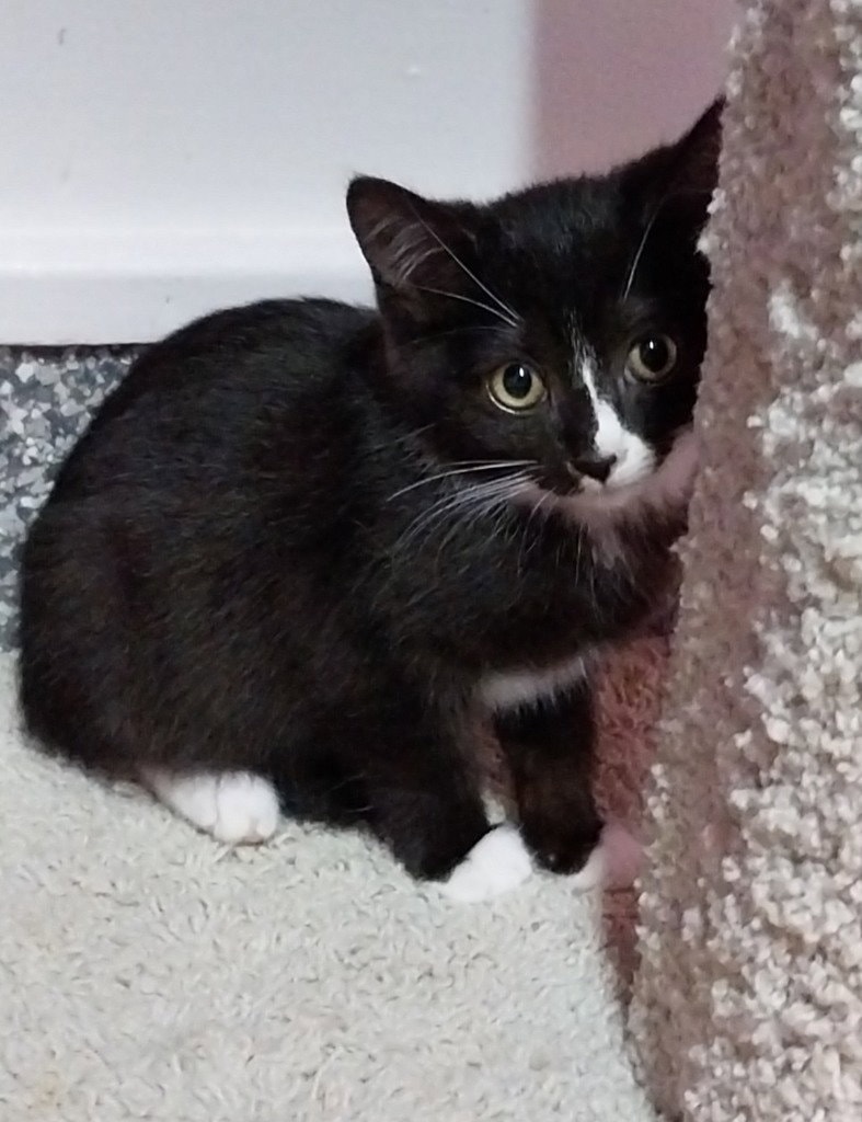Meko  In Foster