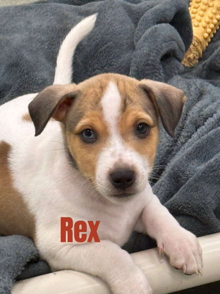 Rex-In A Foster Home