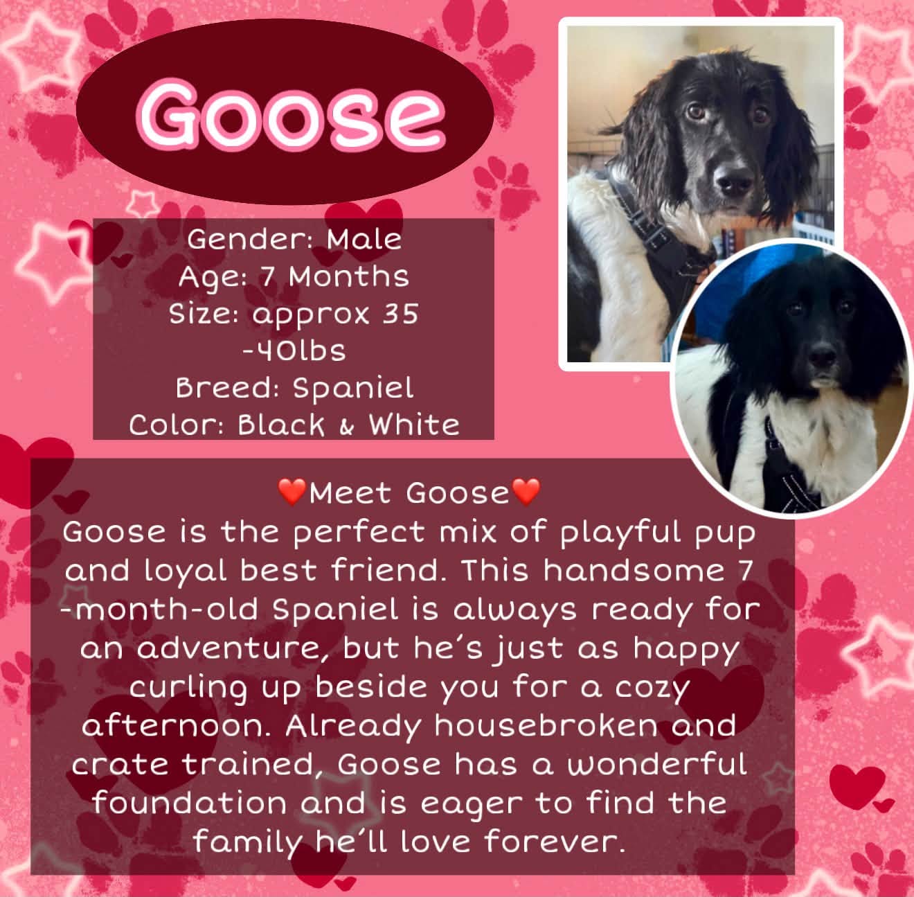 Goose