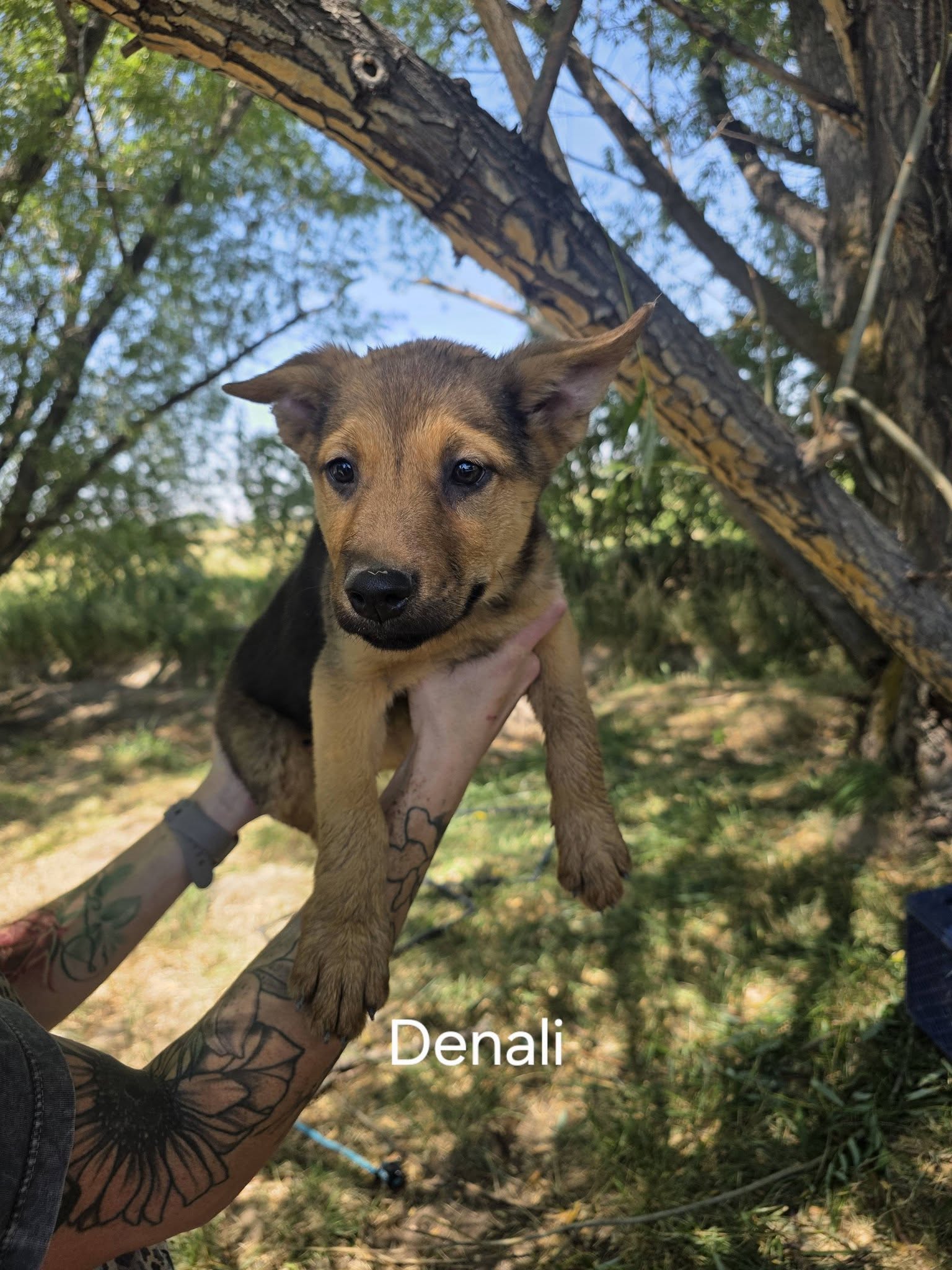 Denali