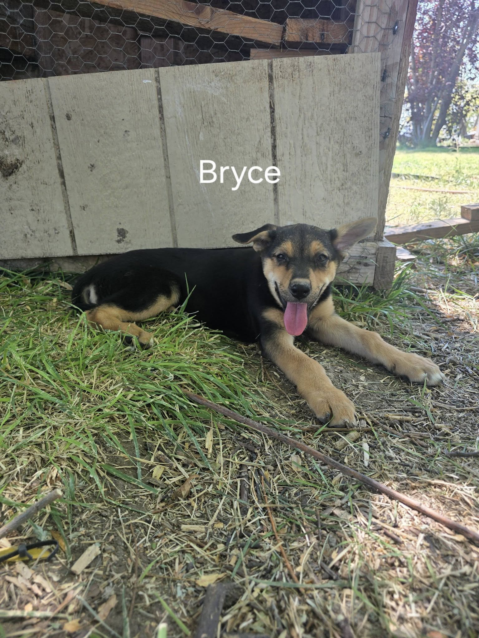 Bryce