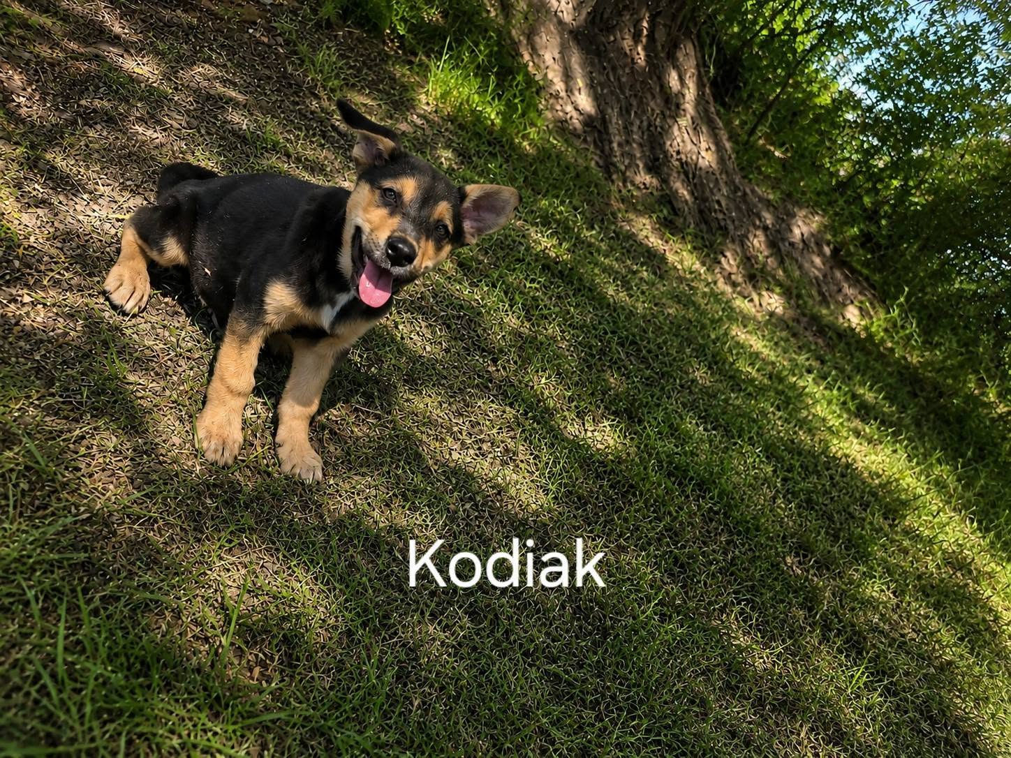 Kodiak