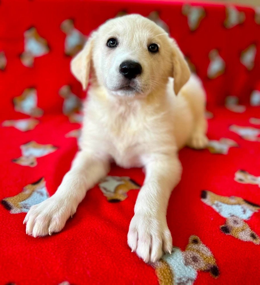 Spice Pups  Nutmeg