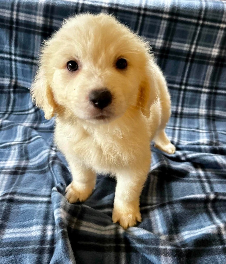 Spice Pups  Basil
