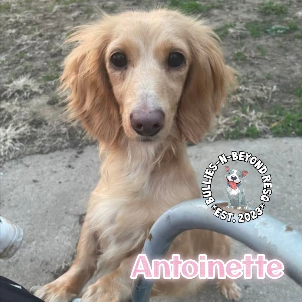Antoinette