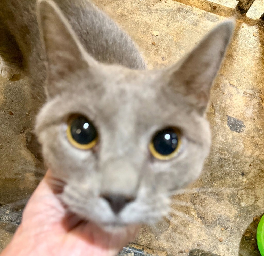 Little Man Blue