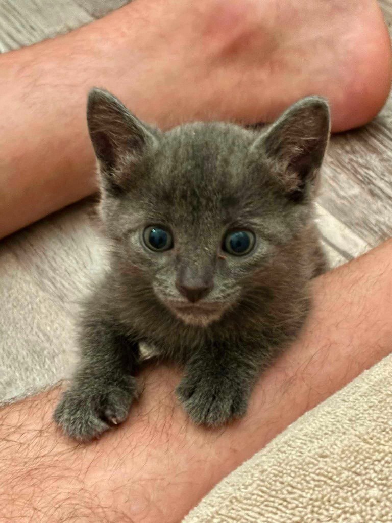 Little Girl Blue