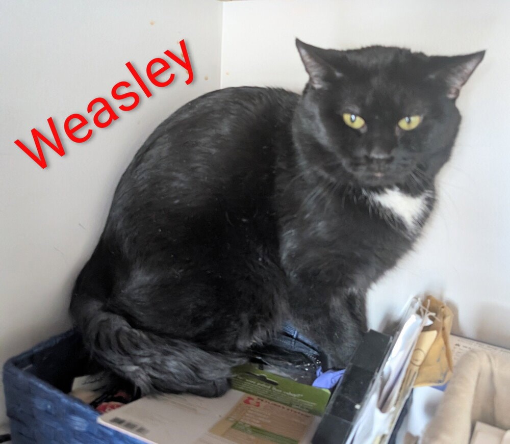 Weasley