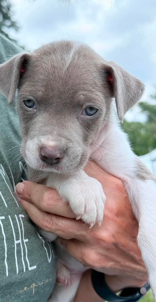 Dixie