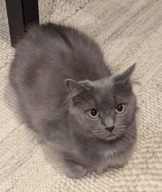 Stella