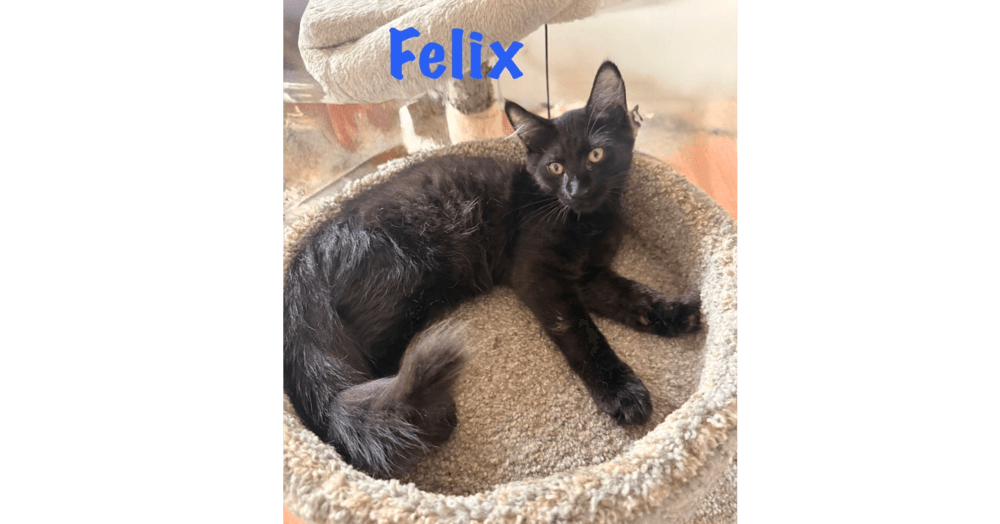 Felix