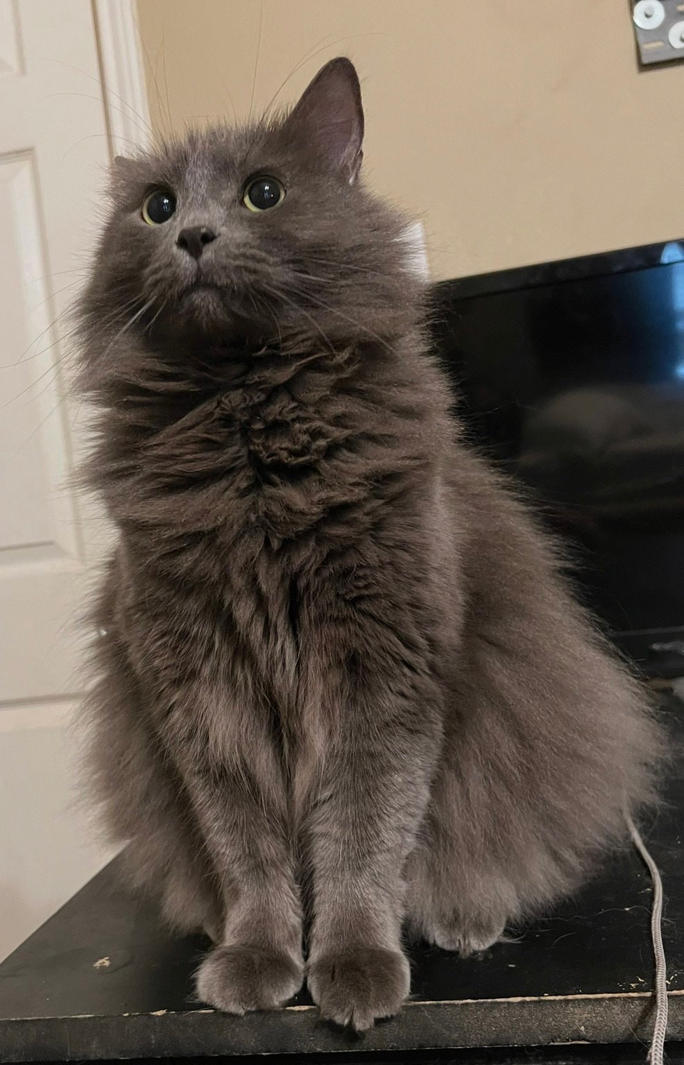 Belle