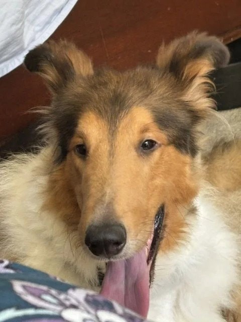 Indy Rex