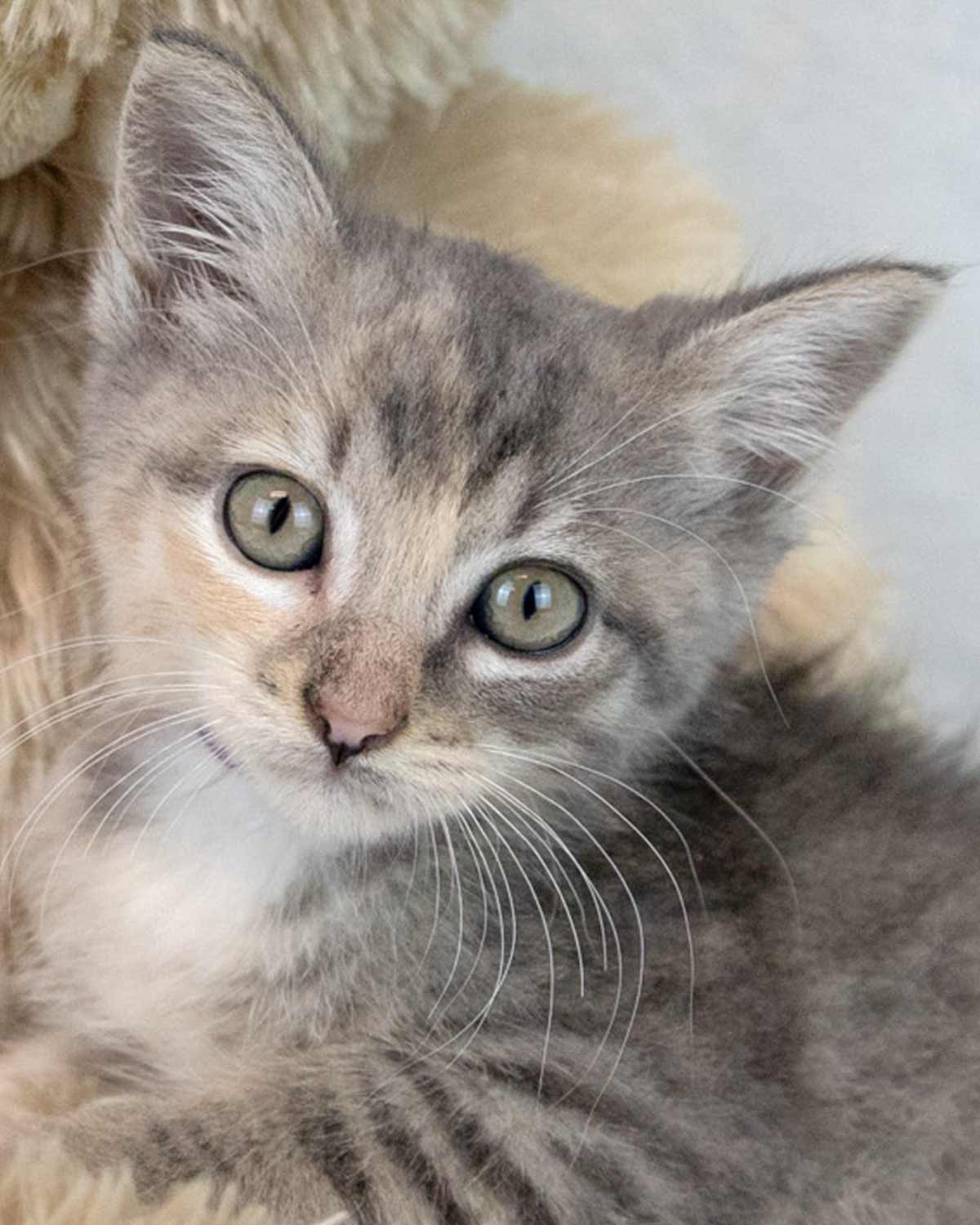 Piper