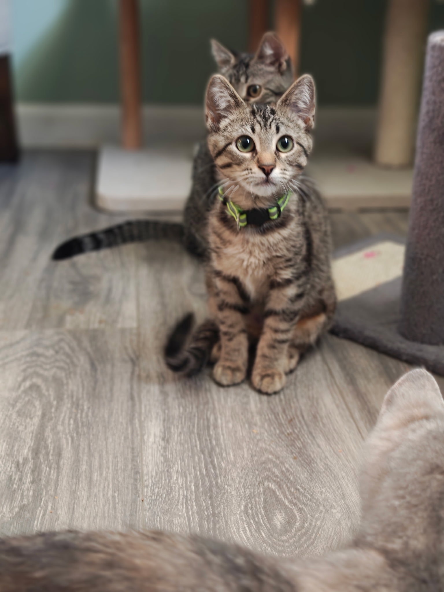 Cleo