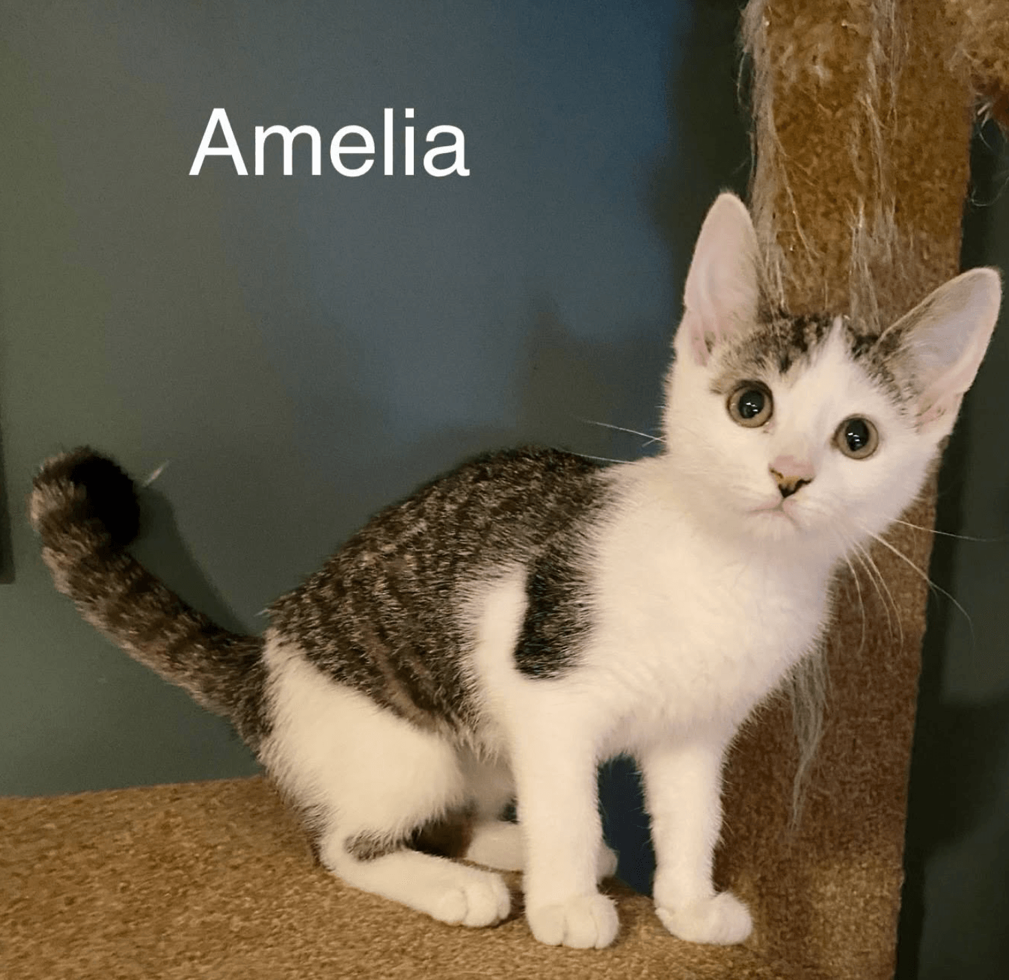 Amelia