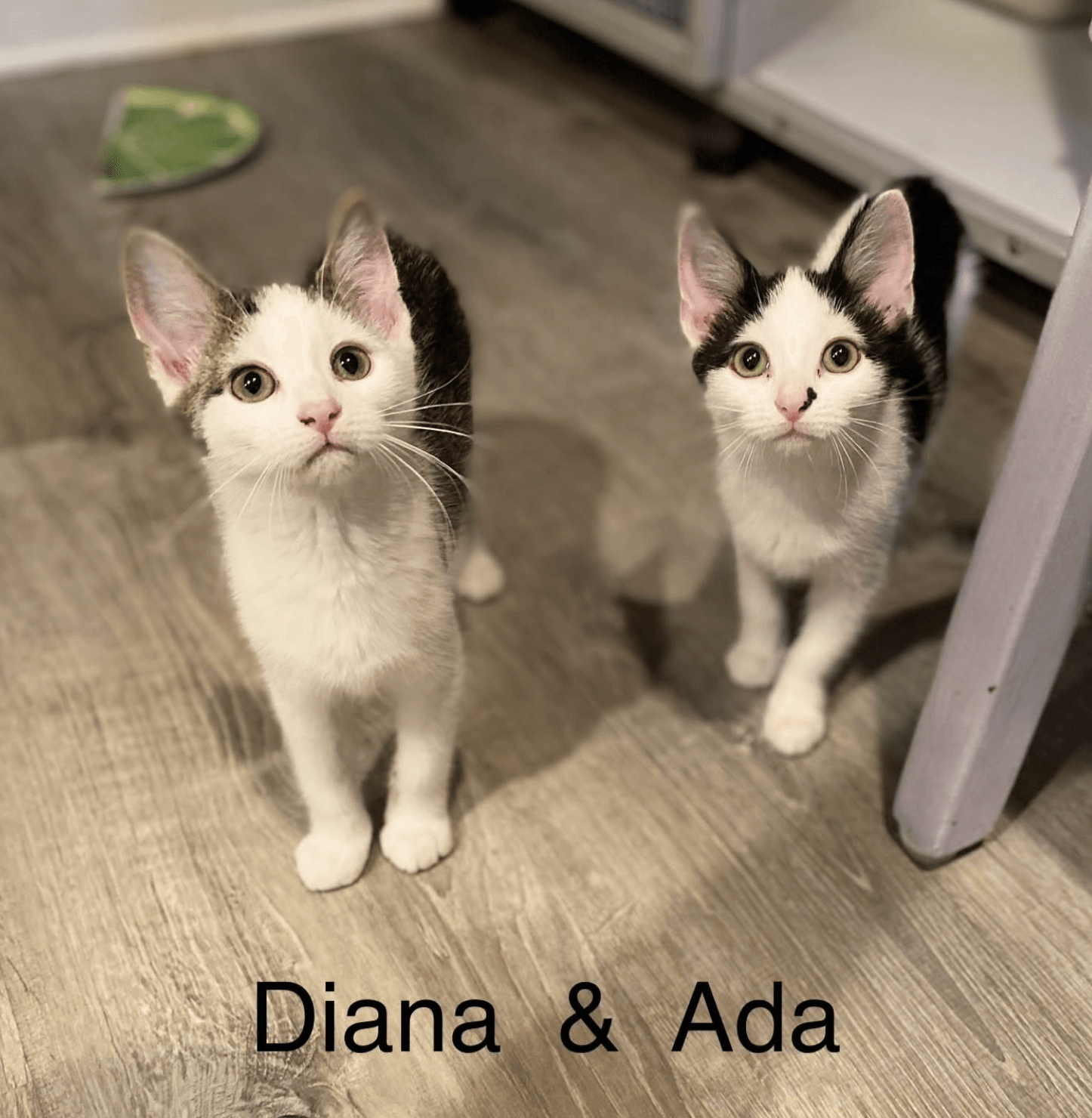 Ada