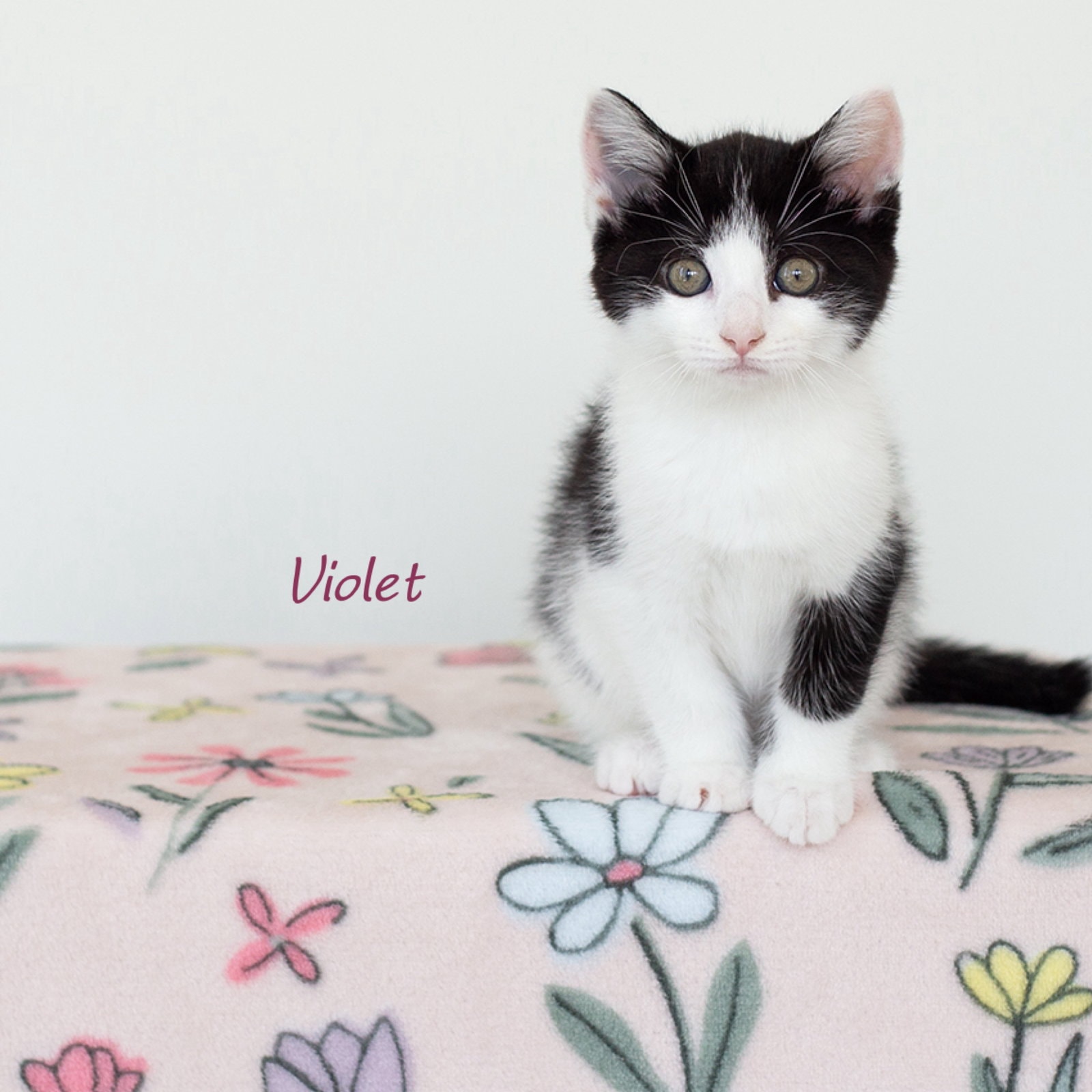 Violet