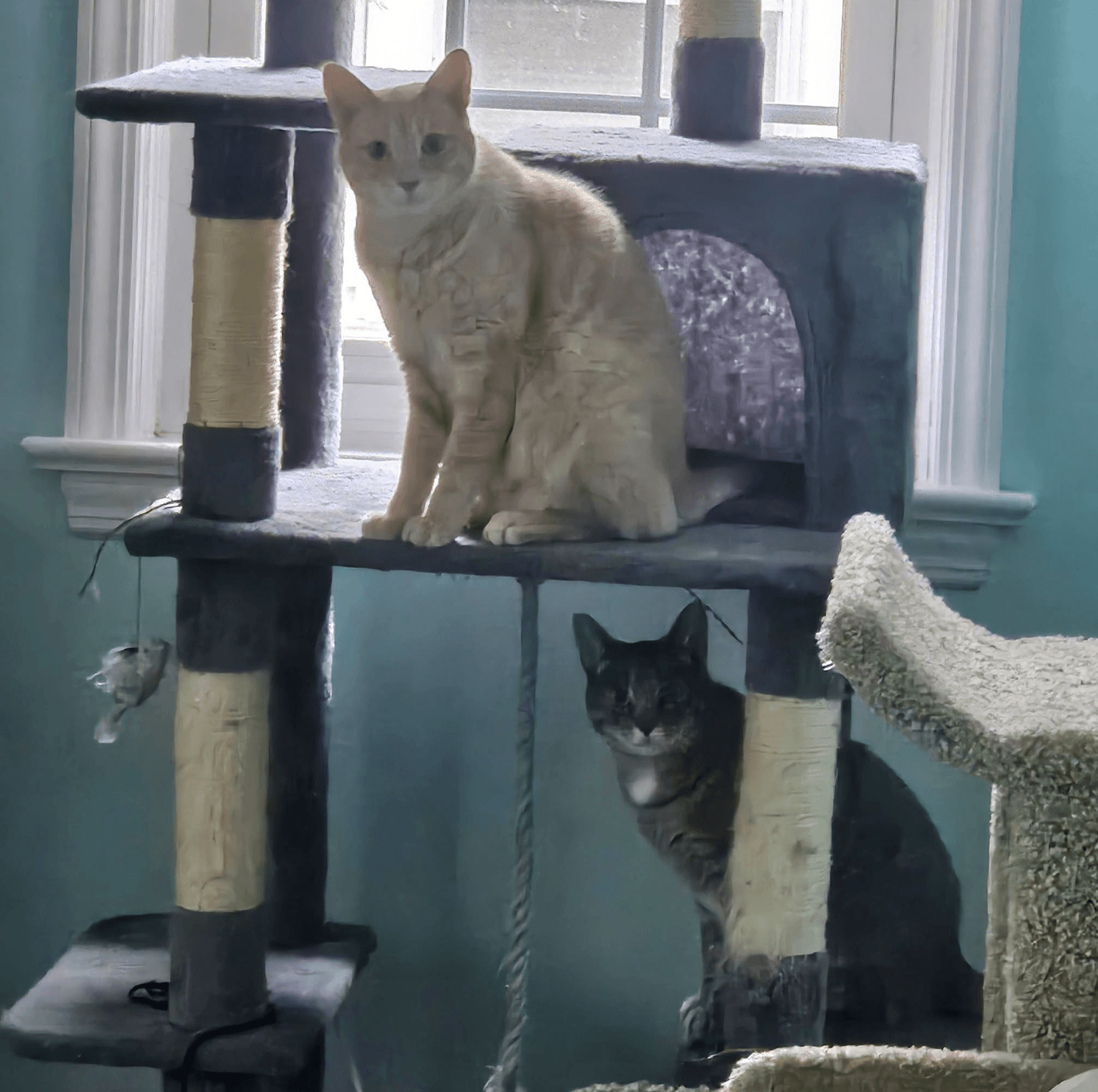 Chippy And P Willow