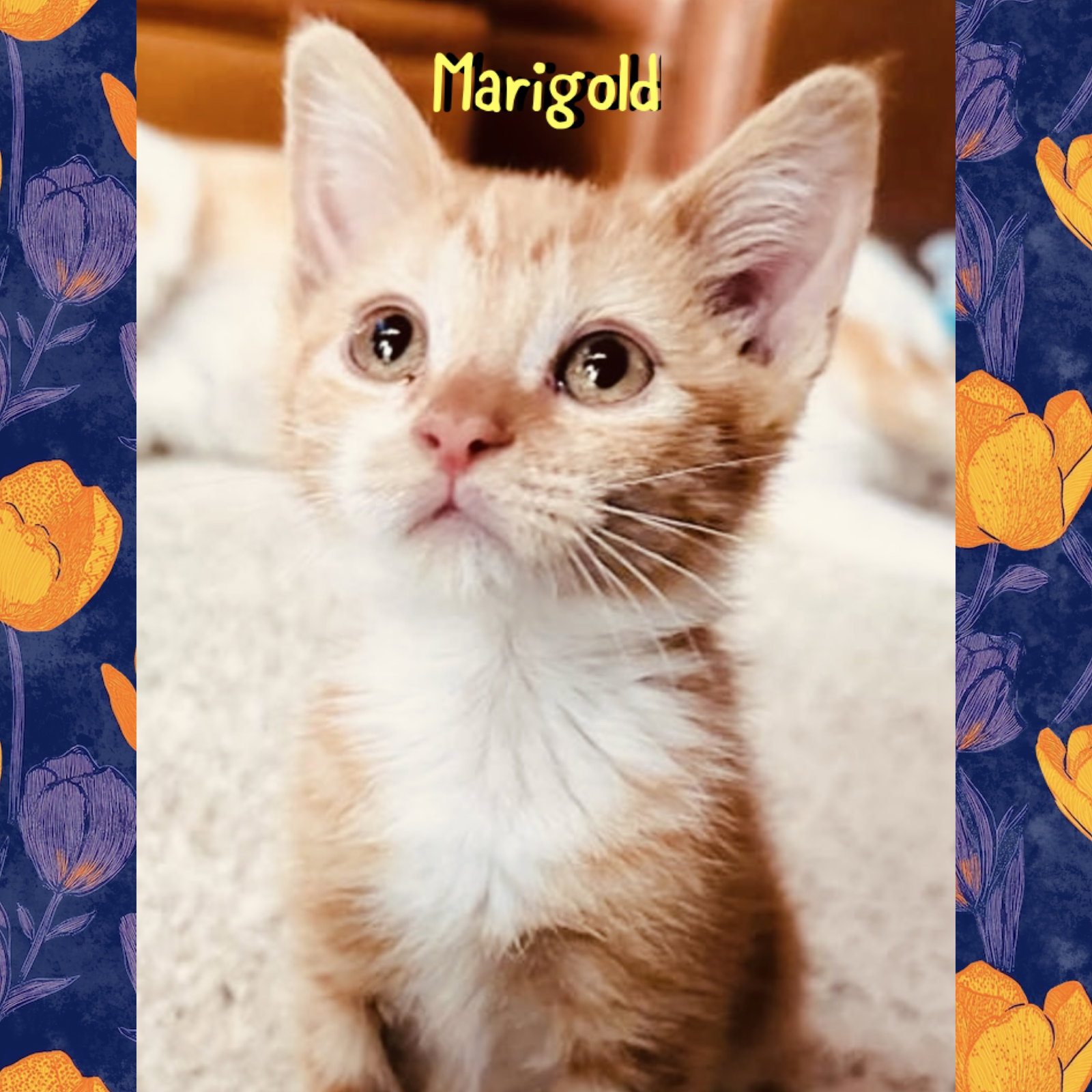 Marigold