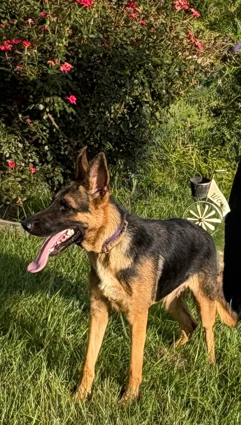 Bailey- Months-Neuter Contract Required