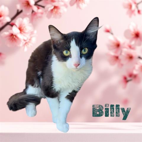 Billy