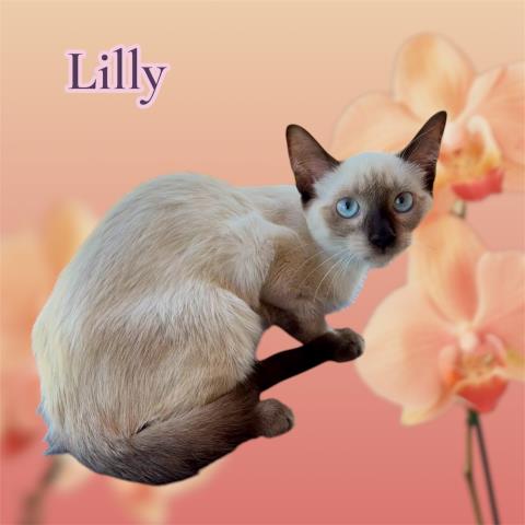 Lilly