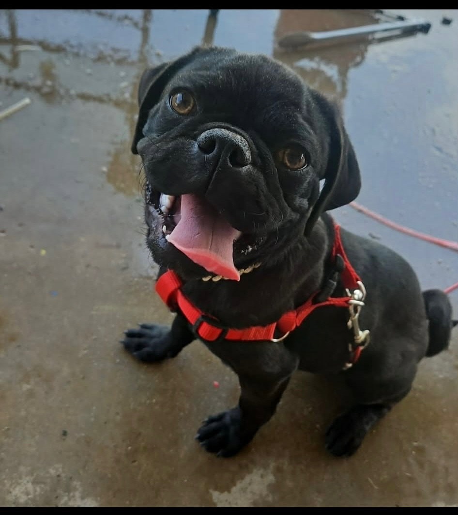 Sponsor Or Foster Me - Tug