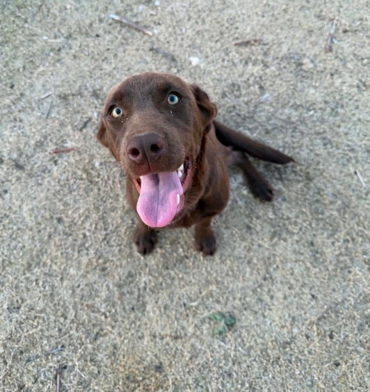 Sponsor Or Foster Me - Canela