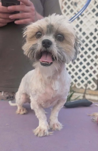Sponsor Or Foster Me - Penny