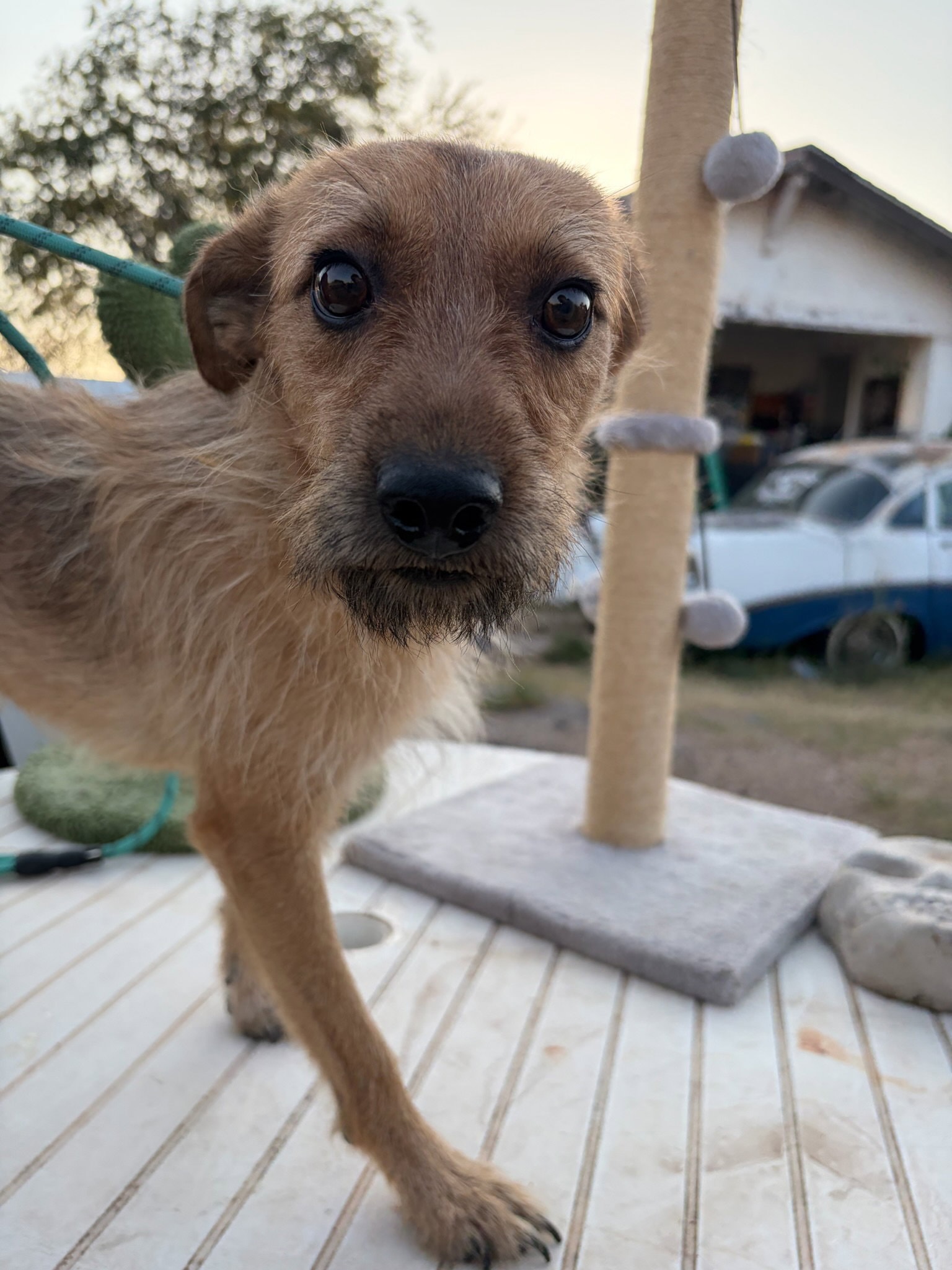 Sponsor Or Foster Me - Spidey