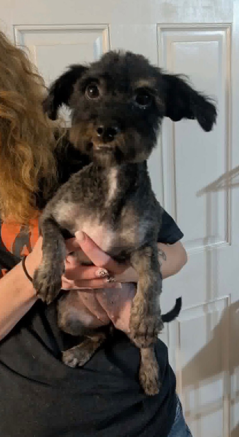 Sponsor Or Foster Me - Strawberry