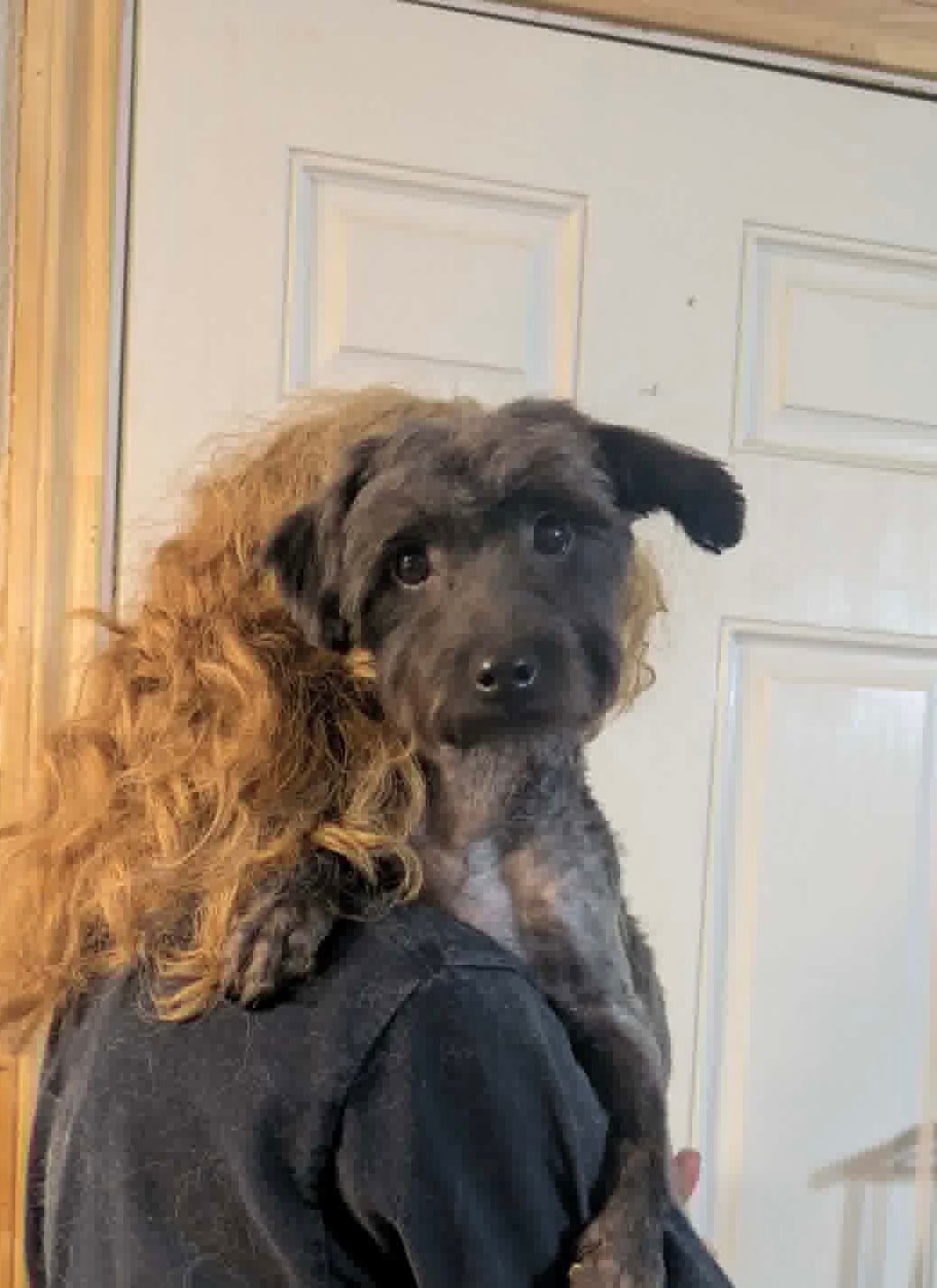 Sponsor Or Foster Me - Vanilla