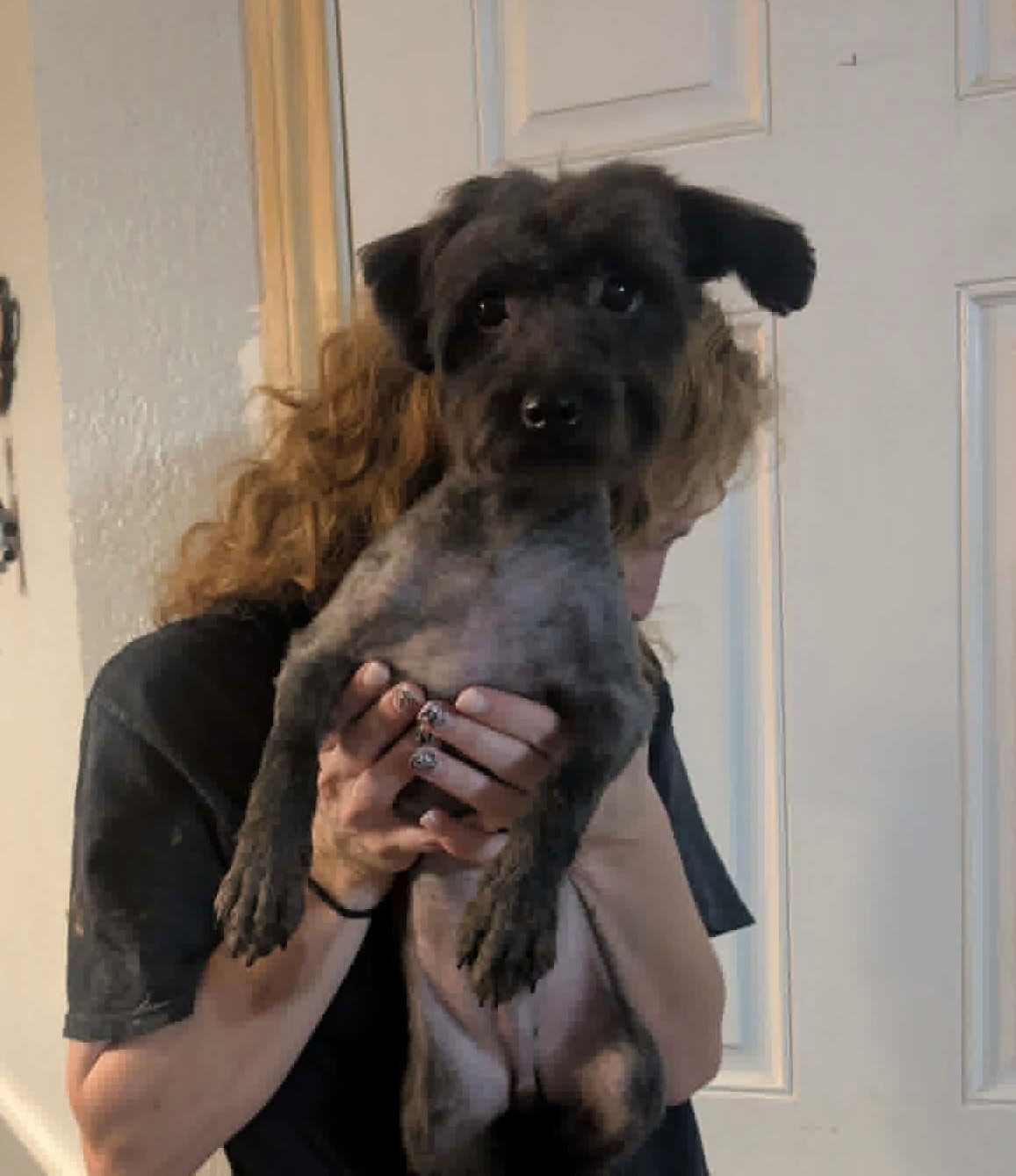 Sponsor Or Foster Me - Chocolate