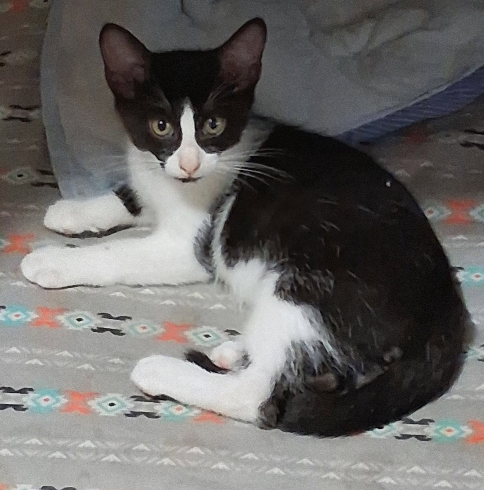Seri