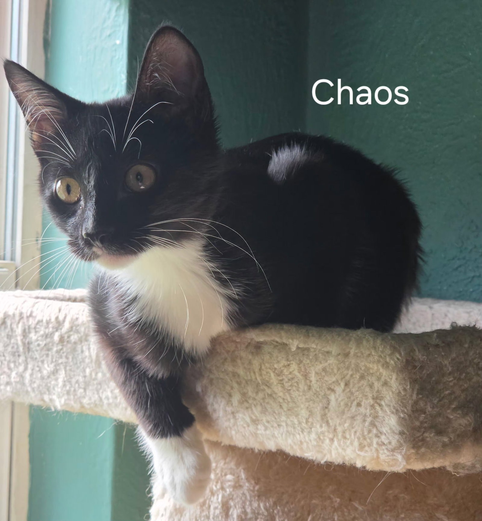 Chaos