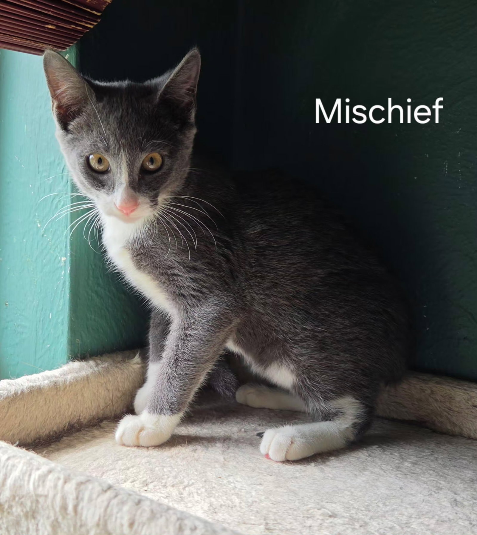Mischief