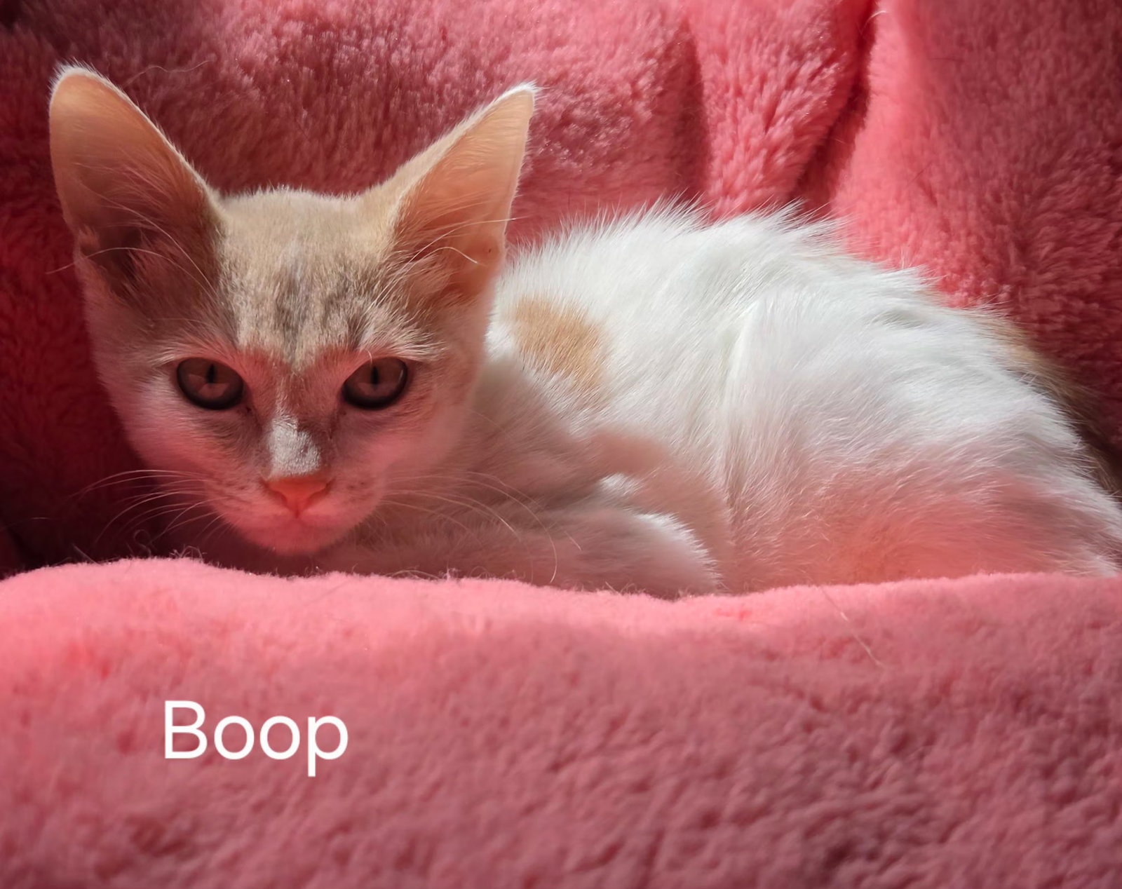 Boop