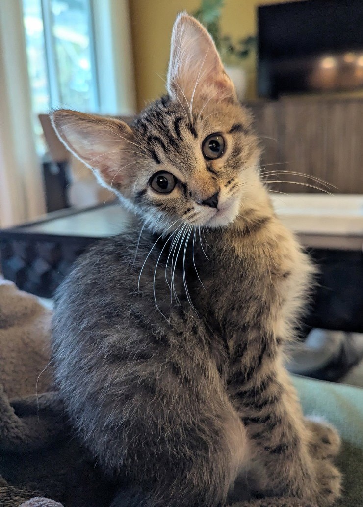 Lafayette