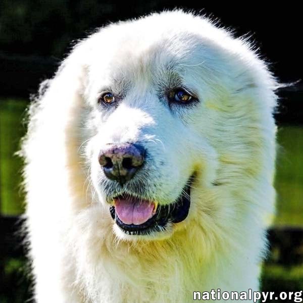Smoke In Sc - Low-Energy Gentle Sweetheart