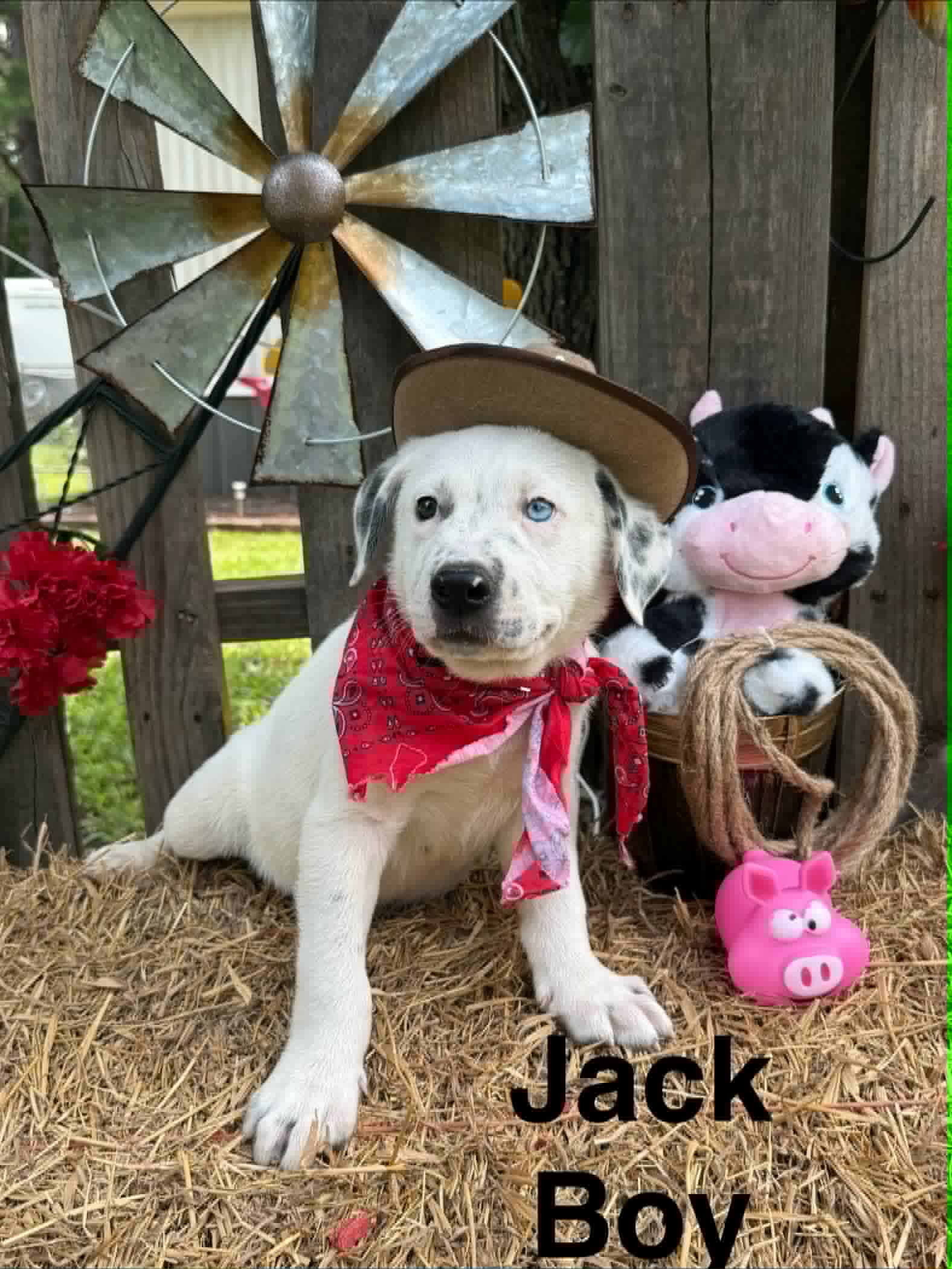 Jack