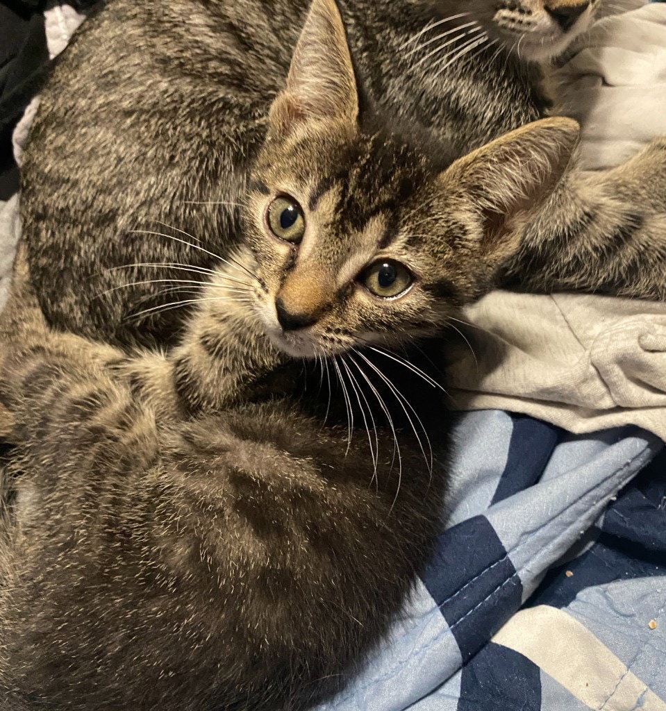 Catra