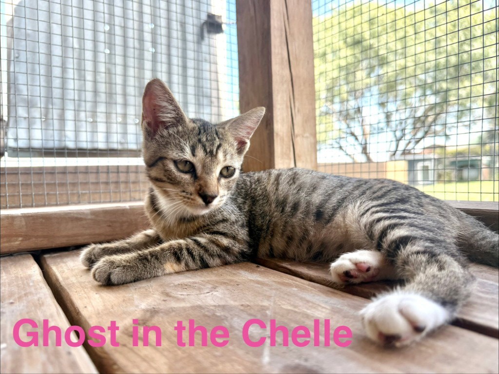 Ghost In The Chelle