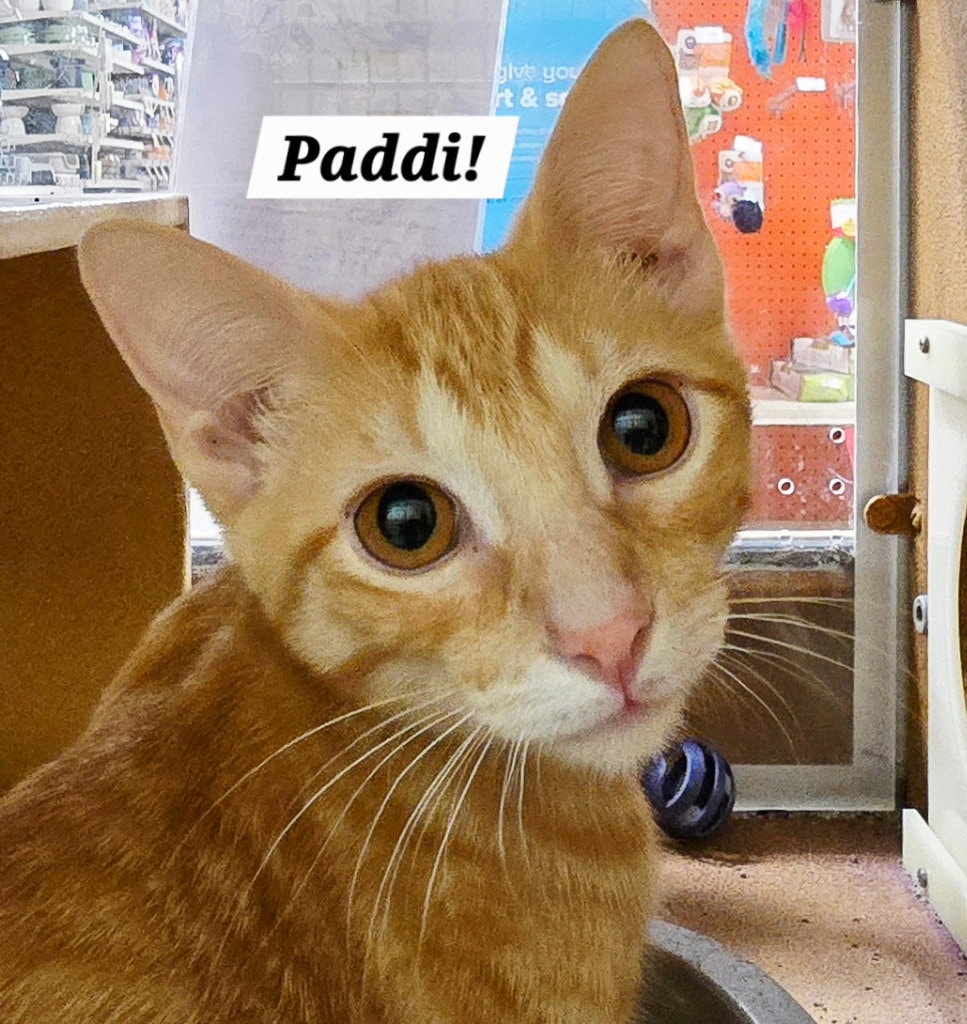 Paddi