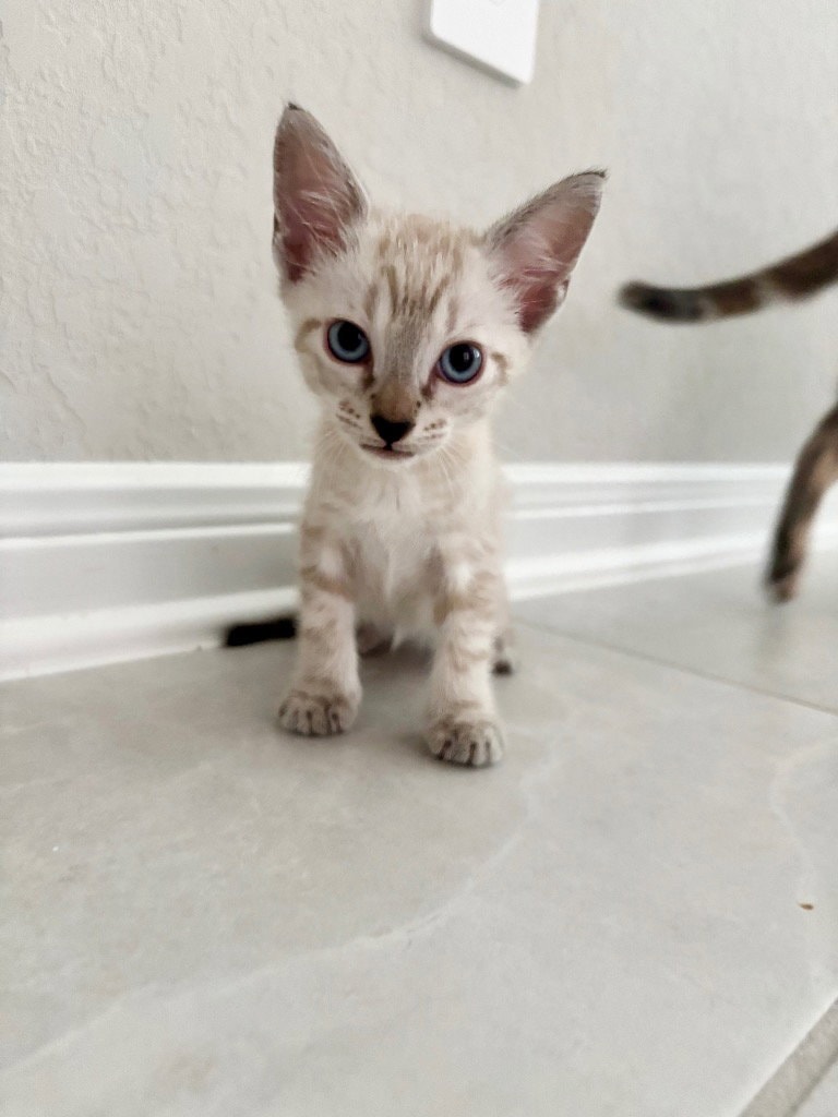 Atticus