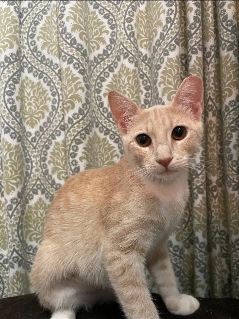 Apricot