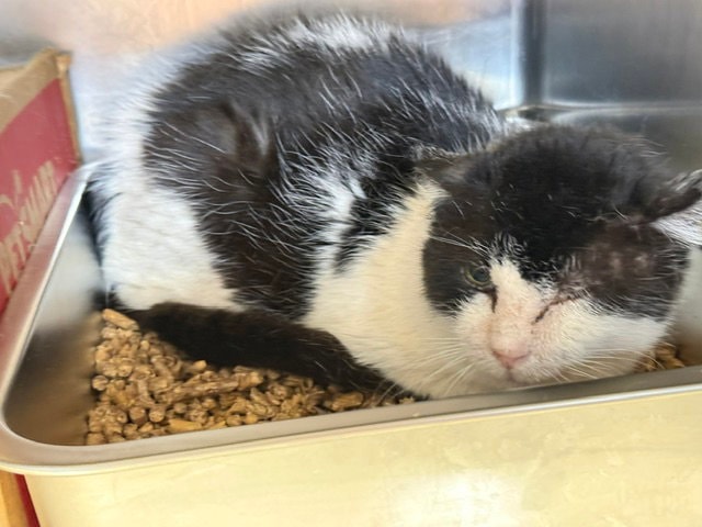 Teddy - Needs Barn Home