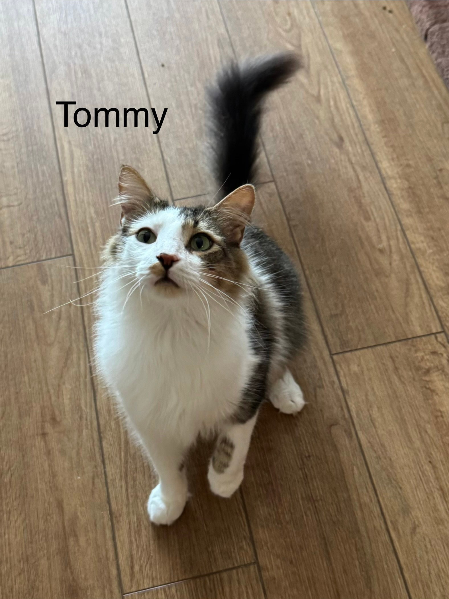 Tommy