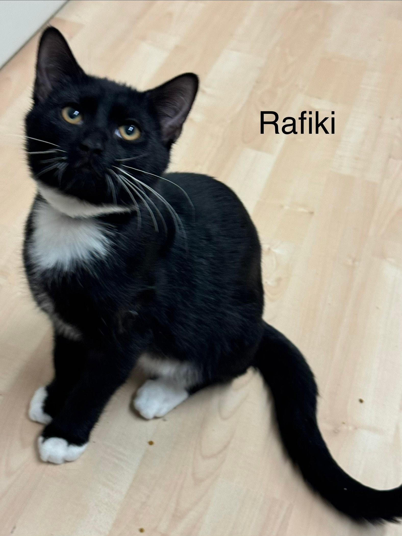 Rafiki
